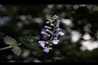 南臺灣黃芩-花05.JPG