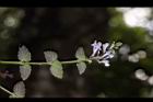 南臺灣黃芩-花06.JPG