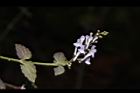 南臺灣黃芩-花08.JPG