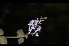 南臺灣黃芩-花10.JPG