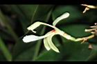 南薑-花00.JPG