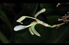 南薑-花01.JPG