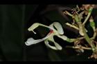 南薑-花04.JPG