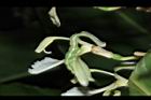 南薑-花09.JPG