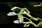 南薑-花10.JPG