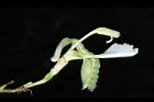 南薑-花11.JPG