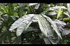 南薑-葉07.jpg