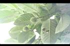 卡鄧伯木-青花球08.JPG