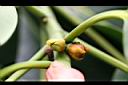 緬樹-花苞片0.jpg