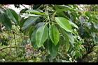 緬樹-葉17.jpg