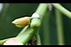 緬樹-隱花果0.jpg