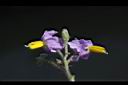 印度茄-花19.jpg