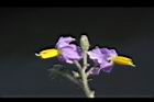 印度茄-花17.jpg