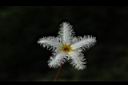 印度莕菜-花10.JPG