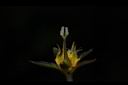 印度莕菜-雌蕊04.JPG
