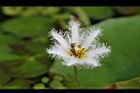 印度莕菜-花05.jpg