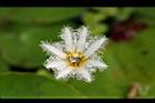 印度莕菜-花09.jpg
