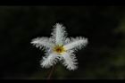 印度莕菜-花11.JPG