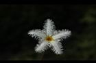 印度莕菜-花12.JPG