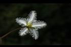 印度莕菜-花背00.JPG