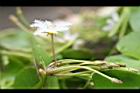 印度莕菜-花苞02.jpg