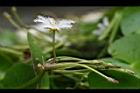 印度莕菜-花苞03.jpg