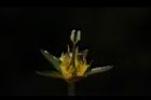印度莕菜-雌蕊00.JPG