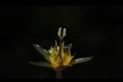 印度莕菜-雌蕊01.JPG