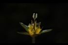 印度莕菜-雌蕊02.JPG