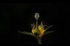 印度莕菜-雌蕊03.JPG