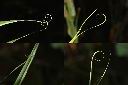 印度鞭藤-卷鬚1.jpg