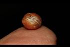 印度鞭藤-種子05.JPG