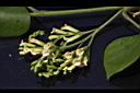 印度黃檀-花19.JPG