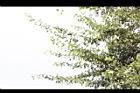 印度黃檀-枝葉5.JPG