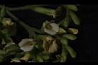 印度黃檀-花20.JPG