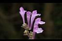 印度黃芩-花25.JPG