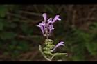 印度黃芩-花08.JPG