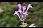 印度黃芩-花20.JPG