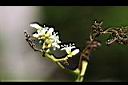厚殼樹-花01.JPG