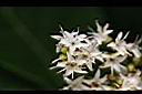 厚殼樹-花10.jpg