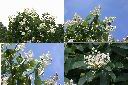厚殼樹-花序1.jpg