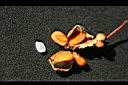 厚皮香-種子1.jpg