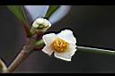 厚皮香-花05.jpg