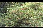 厚皮香-實02.JPG