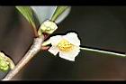 厚皮香-花00.jpg