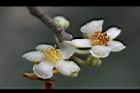 厚皮香-花04.jpg