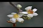 厚皮香-花07.jpg