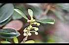 厚皮香-花苞1.jpg