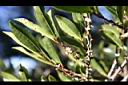 厚葉柃木-花1.jpg