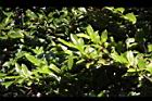 厚葉柃木-葉09.jpg